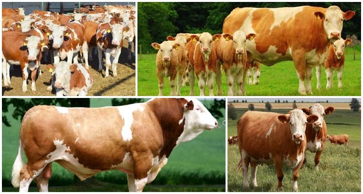 Simmentaler Kuhrasse