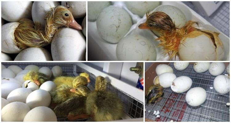 incubation des canards indo