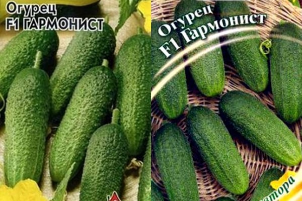 semillas de pepino harmonista