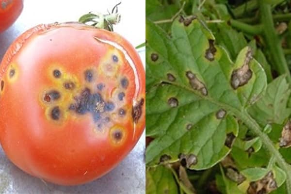 Alternaria-ruttoa aiheuttavan tomaatin esiintyminen