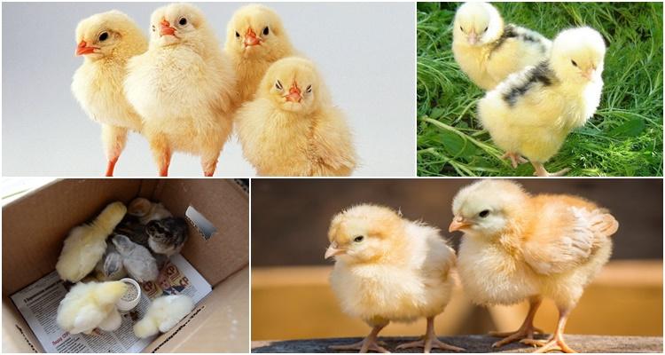 Pourquoi les poules se picorent-elles jusqu'à ce qu'elles saignent ?