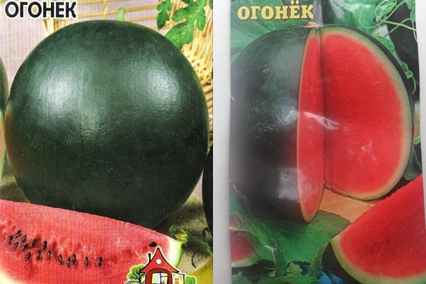 Wassermelonenkerne der Sorte Ogonyok