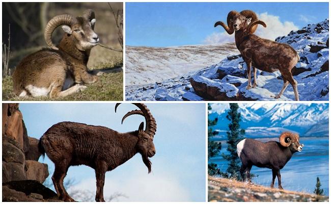 Altai bergschapen