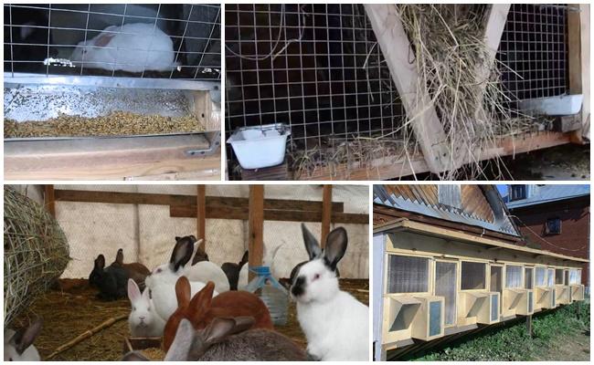 Sheds for rabbits