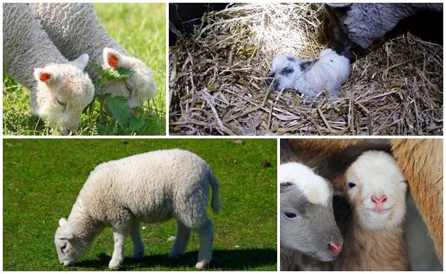 newborn lamb