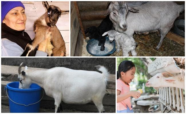 feeding a goat