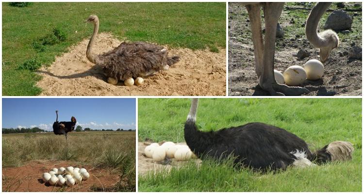 ostrich eggs