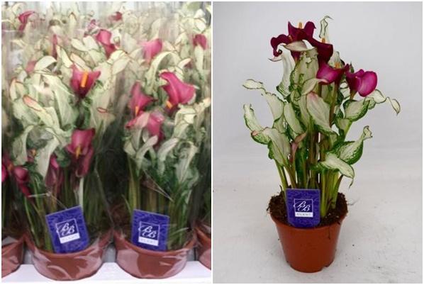 nữ hoàng tuyết calla