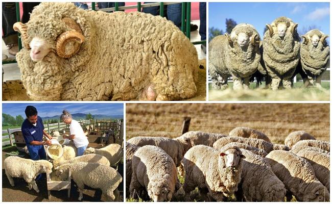 vedoucí země chovu ovcí