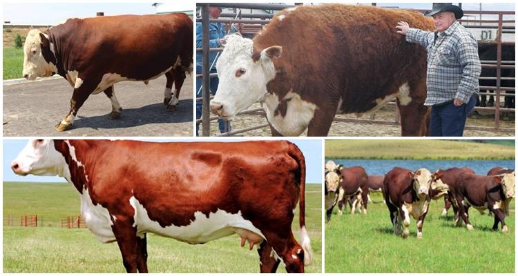 Plemeno Hereford