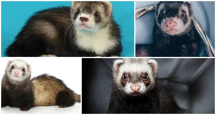  maraming ferrets