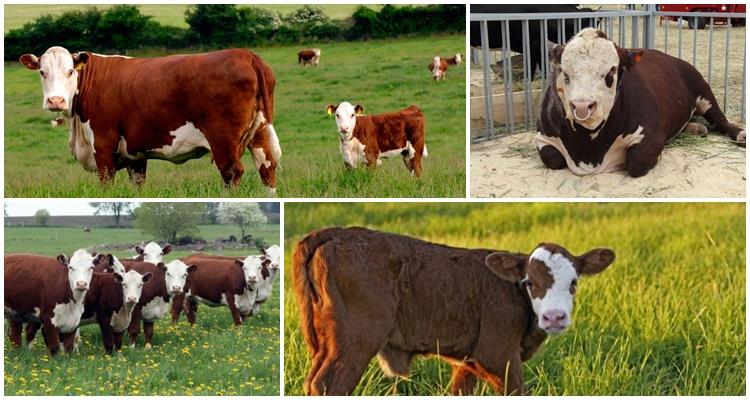 Plemeno Hereford