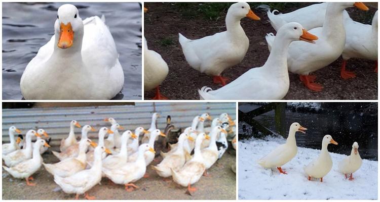 Uzgoj pekinške patke kod kuće