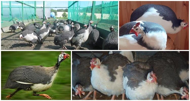 Gallina de guinea de pecho blanco de Zagorsk