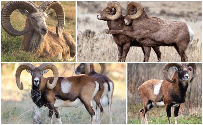 adult rams