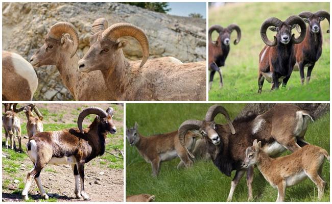 Mouflon sauvage