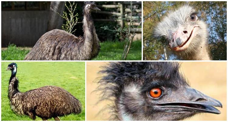 ostrich Emu