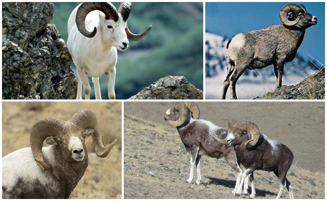 Altajské horské ovce