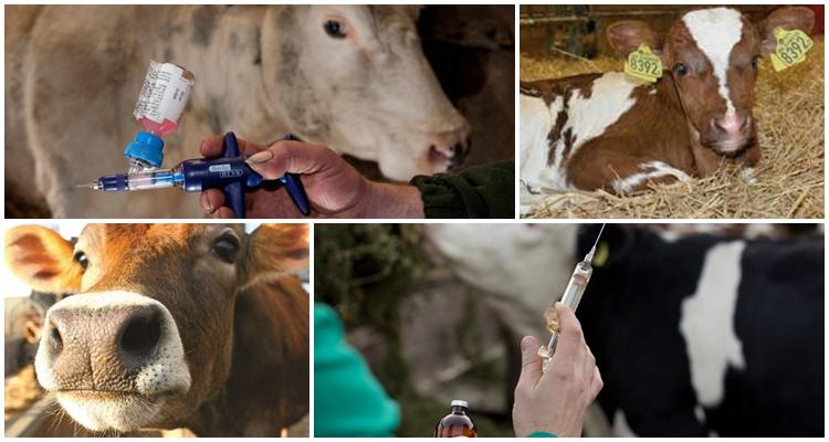 How much cows are afraid of injections and types of injections, where to do them and mistakes