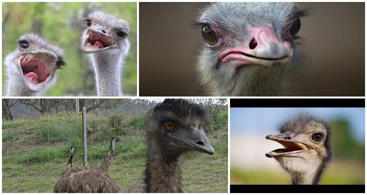 maraming ostriches