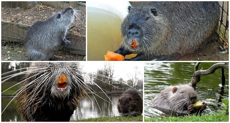 nutria eats