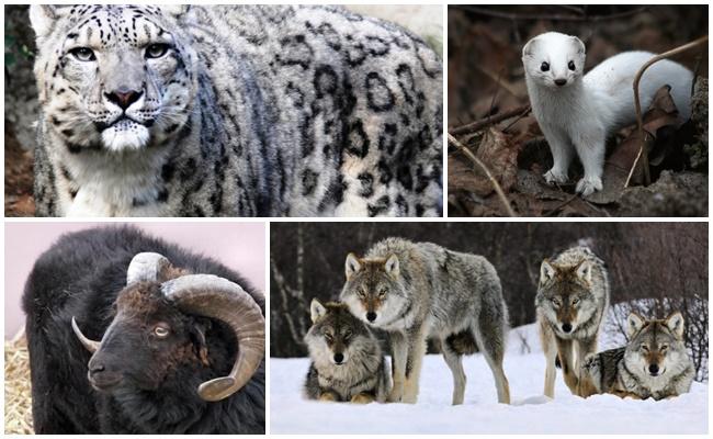 wolves; coyotes; snow leopards; leopards; Snow leopards; cheetahs; eagles; golden eagles.