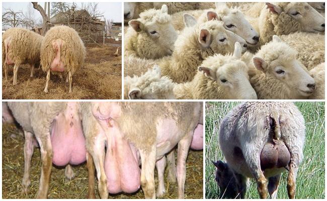 mastitis bij schapen