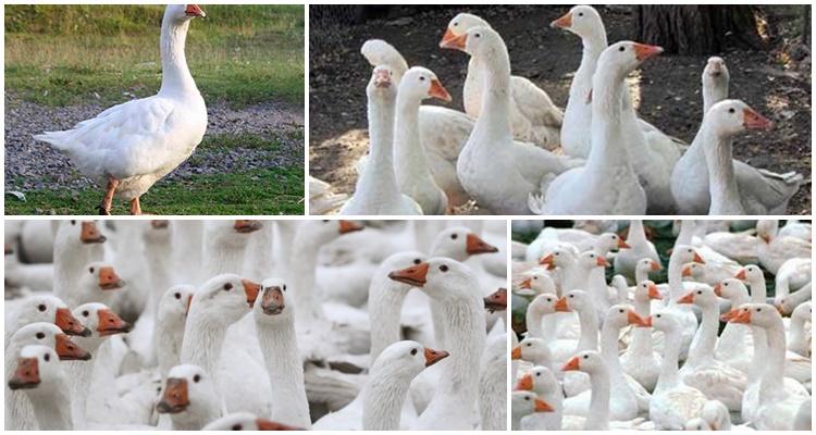 Danish legard geese