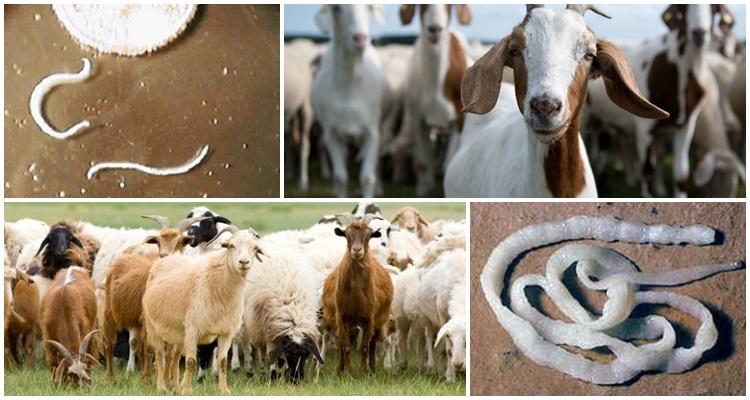 Signs and symptoms of worms in goats, how to treat and preventive measures