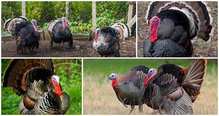 raising turkeys