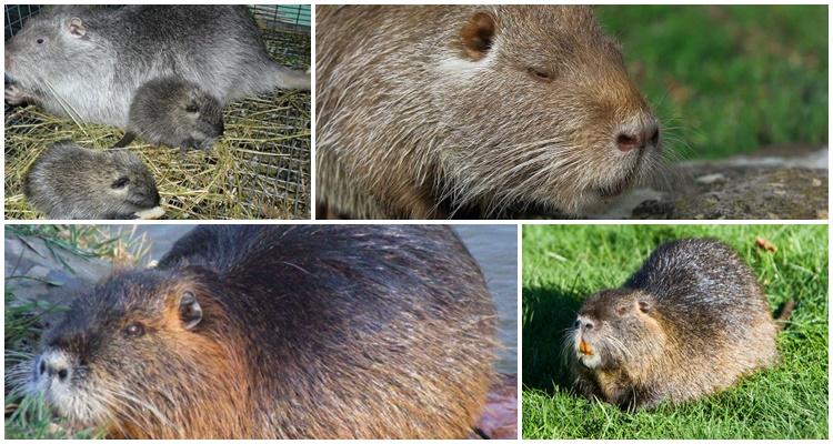 baby nutria