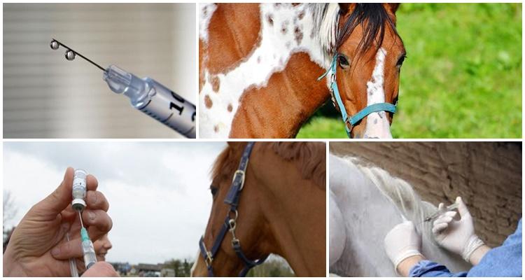 očkování koní 