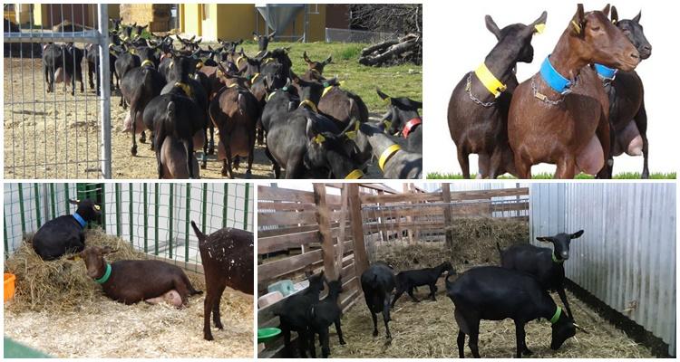 cabras murciano granadina