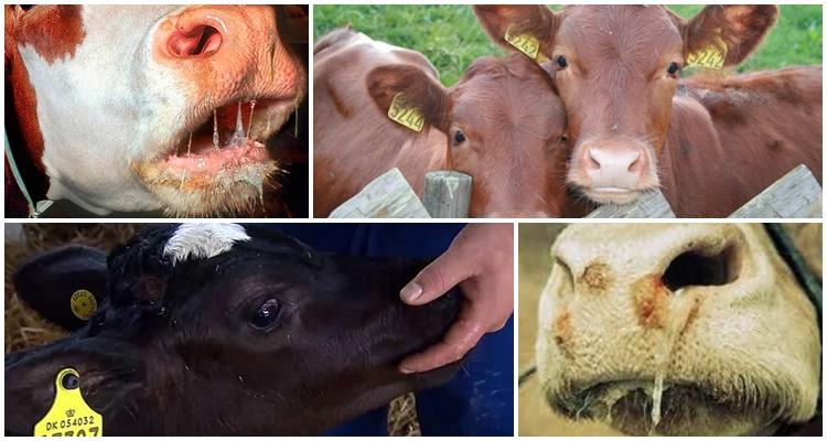 příznaky stomatitidy u krávy