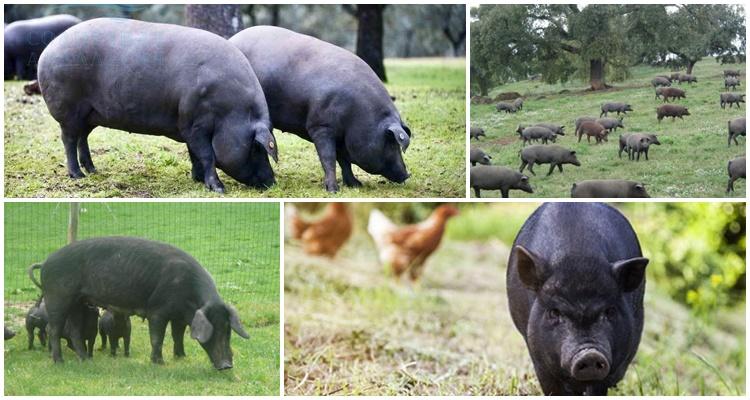 Iberisch varken