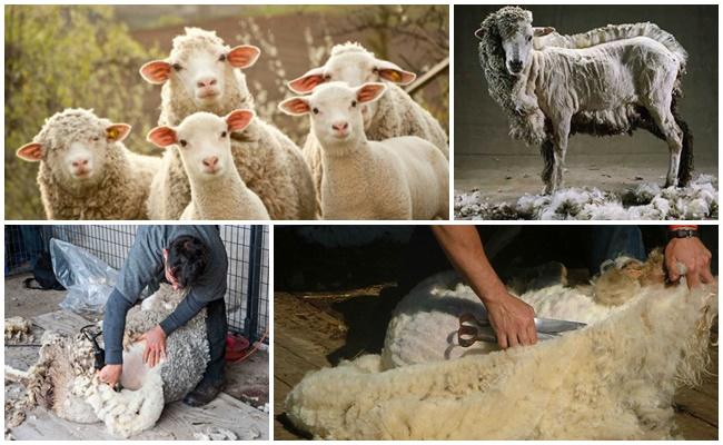 stříhání ovcí