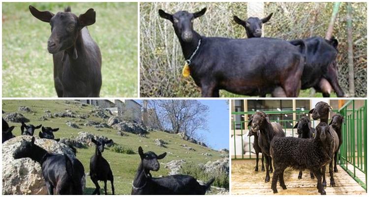 cabras murciano granadina