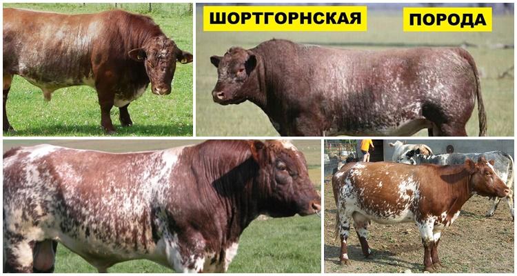 Krávové plemeno Shorthorn