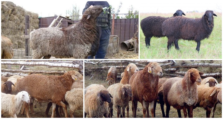 Edilbaevskaya plemeno ovcí
