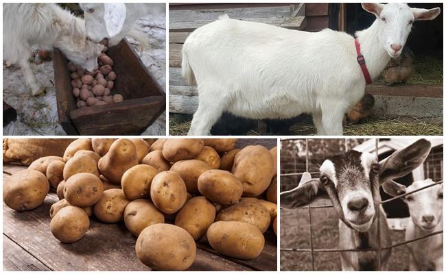 Kartoffeln für die Ziegen