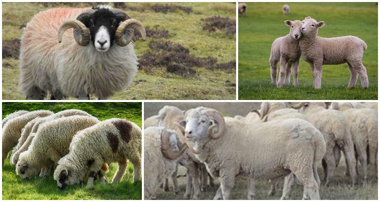 ovce a beran