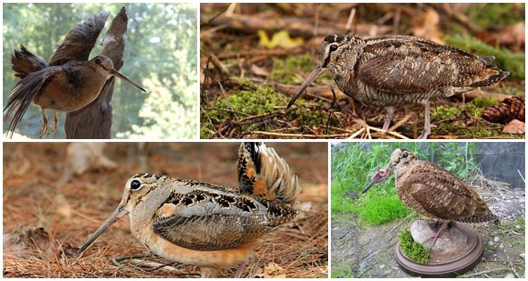 Amerikanische Waldschnepfe