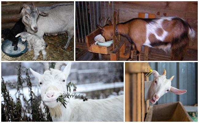 feeding goats