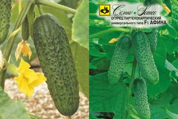 cucumber variety Athena f1