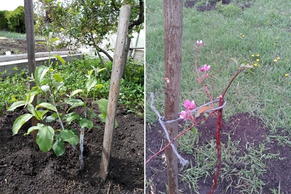 knækkede æbletræfrøplanter 