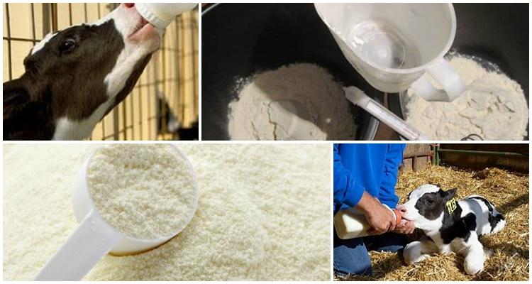 milk powder for calves