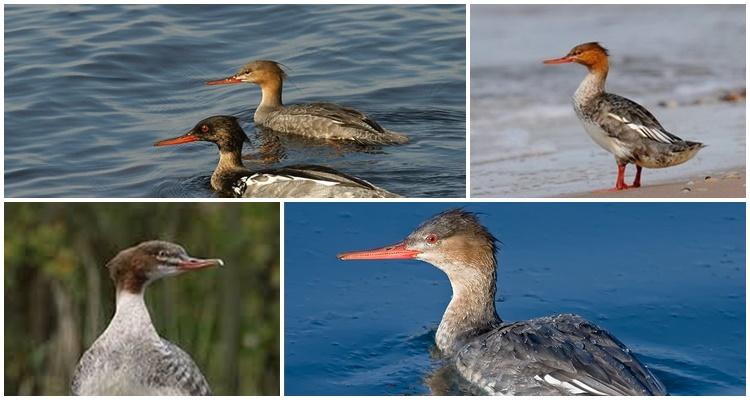 Ente mit einem Büschel und einem spitzen Schnabel