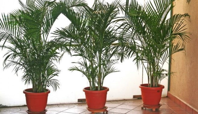 Palmera datilera