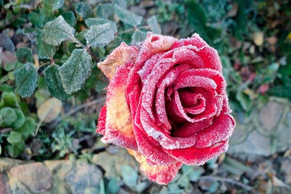 ziekte op bloemen 