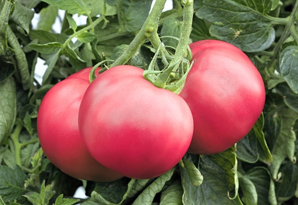 hallon köttiga tomatbuskar